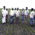 DSR Method of Paddy Cultivation 150x150