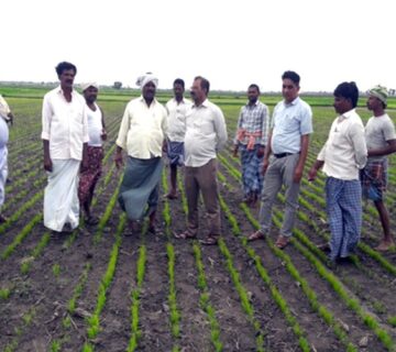 DSR Method of Paddy Cultivation 360x320