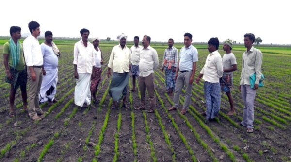 DSR-Method-of-Paddy-Cultivation
